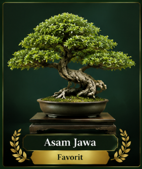 Asam Jawa — Favorit